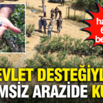 Devlet destegiyle verimsiz arazide kurdu ilk hasatta 6 ton bekliyor RPVRSYZl